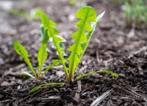 mulch water