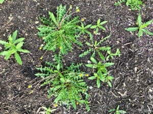 mulch weeds