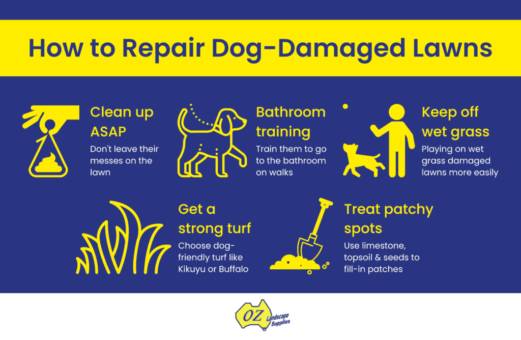 OLS Repair Dog Damaged lawn 20221114 1