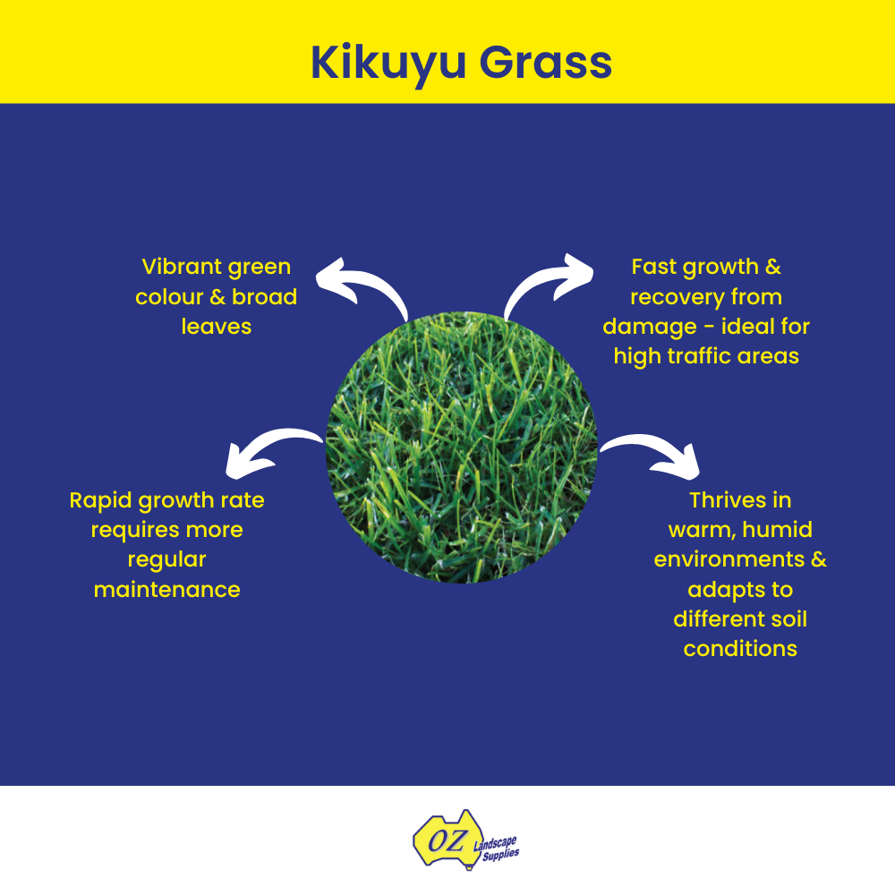 OLS Kikuyu Grass 20230607