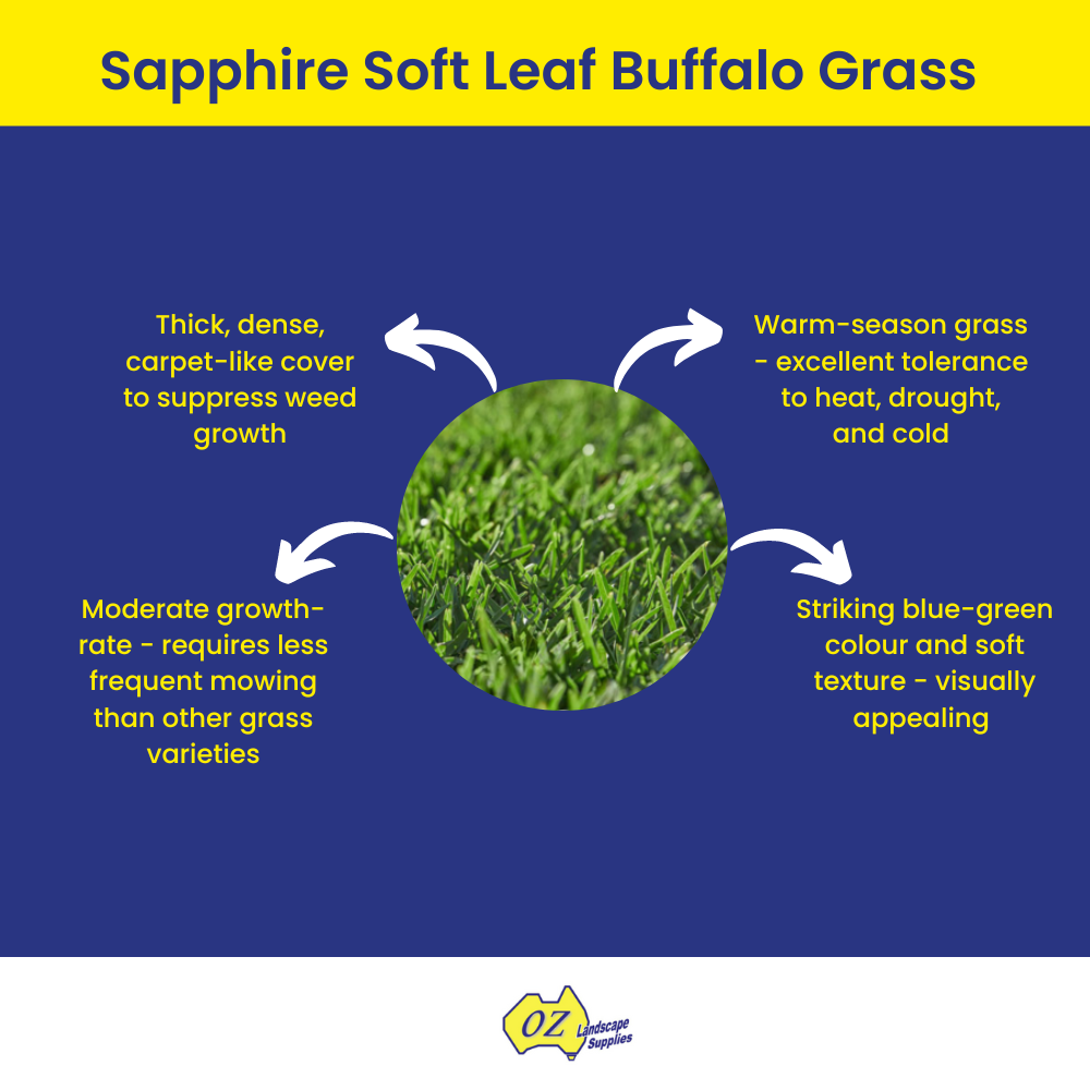 OLS Sapphire Soft Leaf Buffalo Grass 20230607