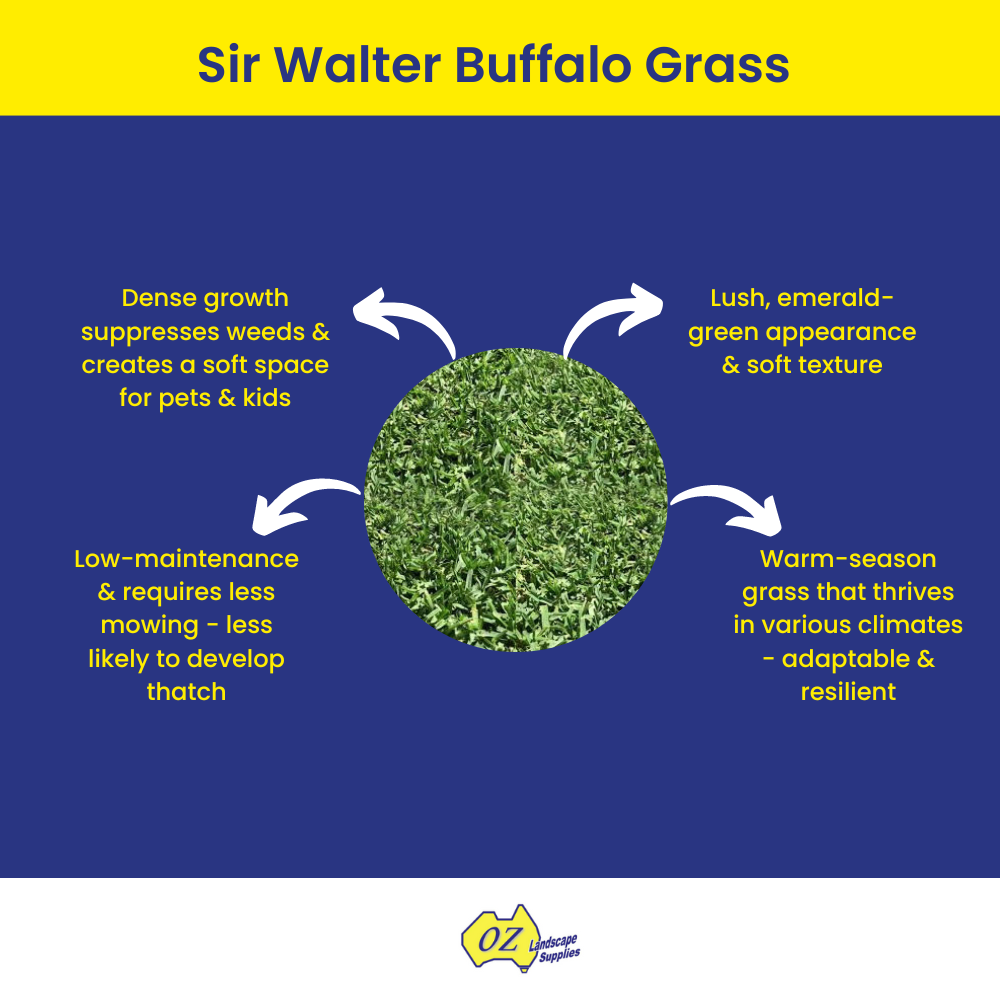 OLS Sir Walter Buffalo Grass 20230607