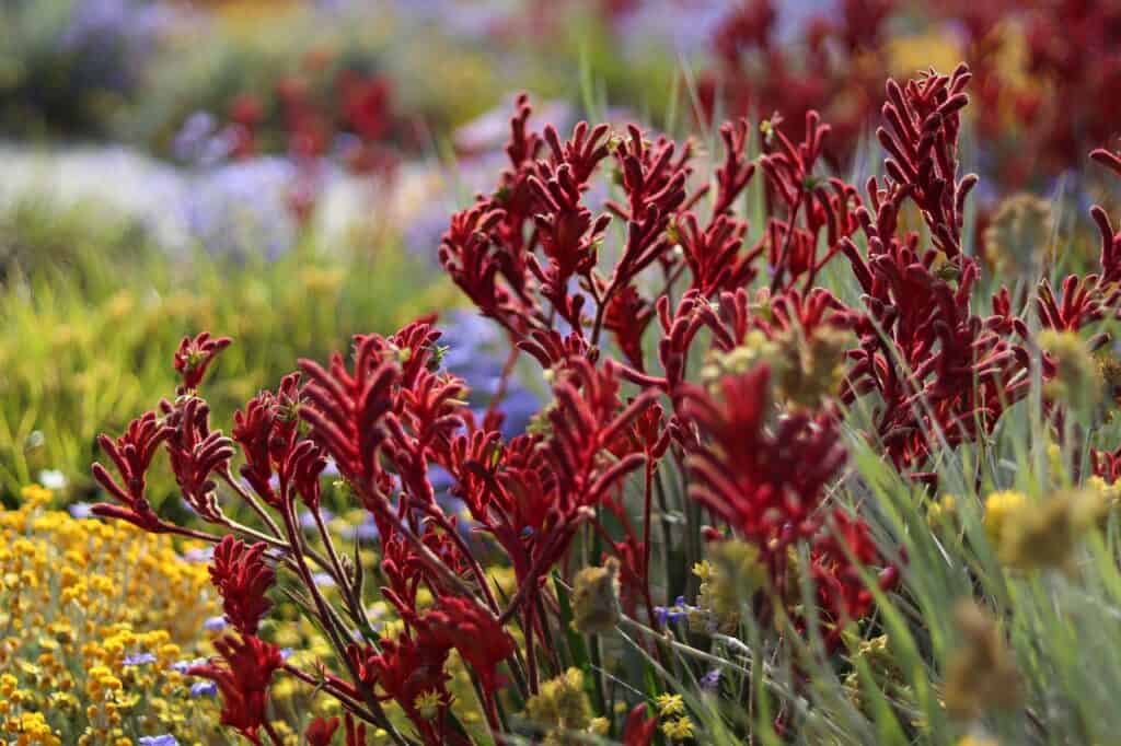 kangaroo paw gb907820e6 1280