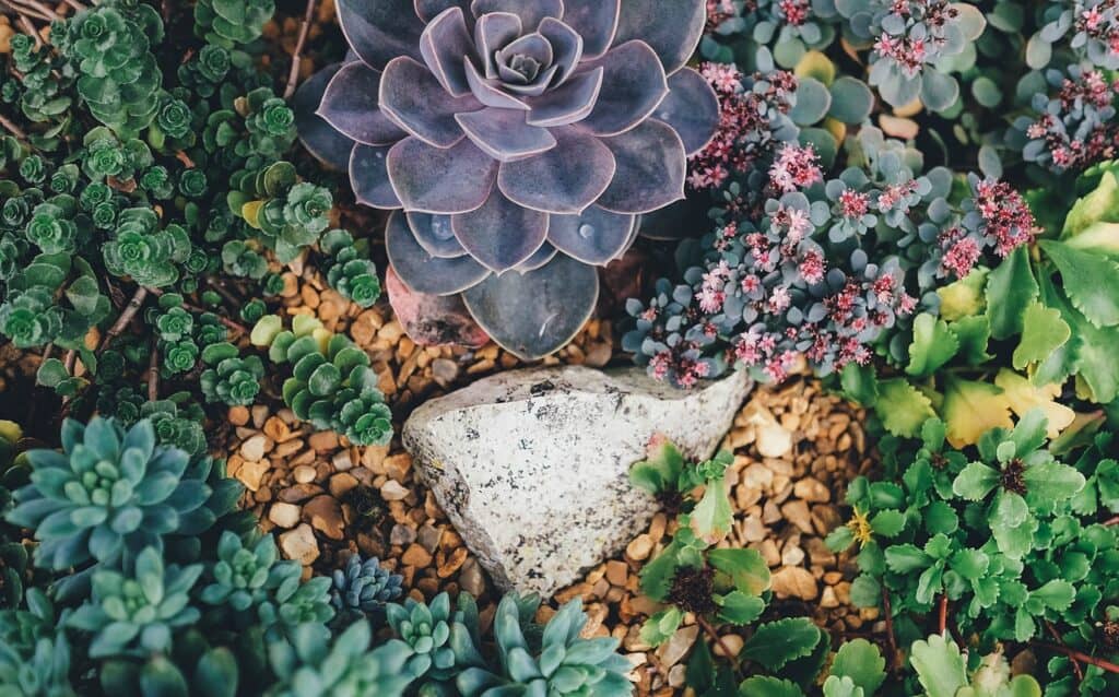 drought-tolerant garden